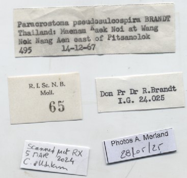 BE-RBINS-INV-MT-65-Brotia-(Paracrostoma)-pseudosulcospira-pt-label.jpg