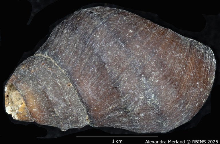 BE-RBINS-INV-MT-66-Brotia-(Paracrostoma)-pseudosulcospira-pt-D.jpg BE-RBINS-INV-MT-66-Brotia-(Paracrostoma)-pseudosulcospira-pt-D.jpg