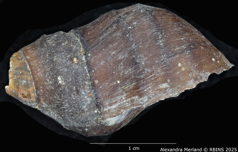 BE-RBINS-INV-MT-66-Brotia-(Paracrostoma)-pseudosulcospira-pt-L.jpg BE-RBINS-INV-MT-66-Brotia-(Paracrostoma)-pseudosulcospira-pt-L.jpg