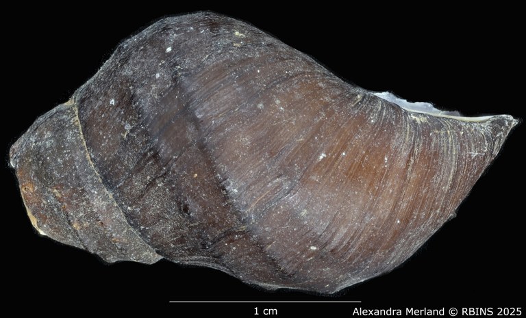 BE-RBINS-INV-MT-66-Brotia-(Paracrostoma)-pseudosulcospira-pt-L2.jpg BE-RBINS-INV-MT-66-Brotia-(Paracrostoma)-pseudosulcospira-pt-L2.jpg
