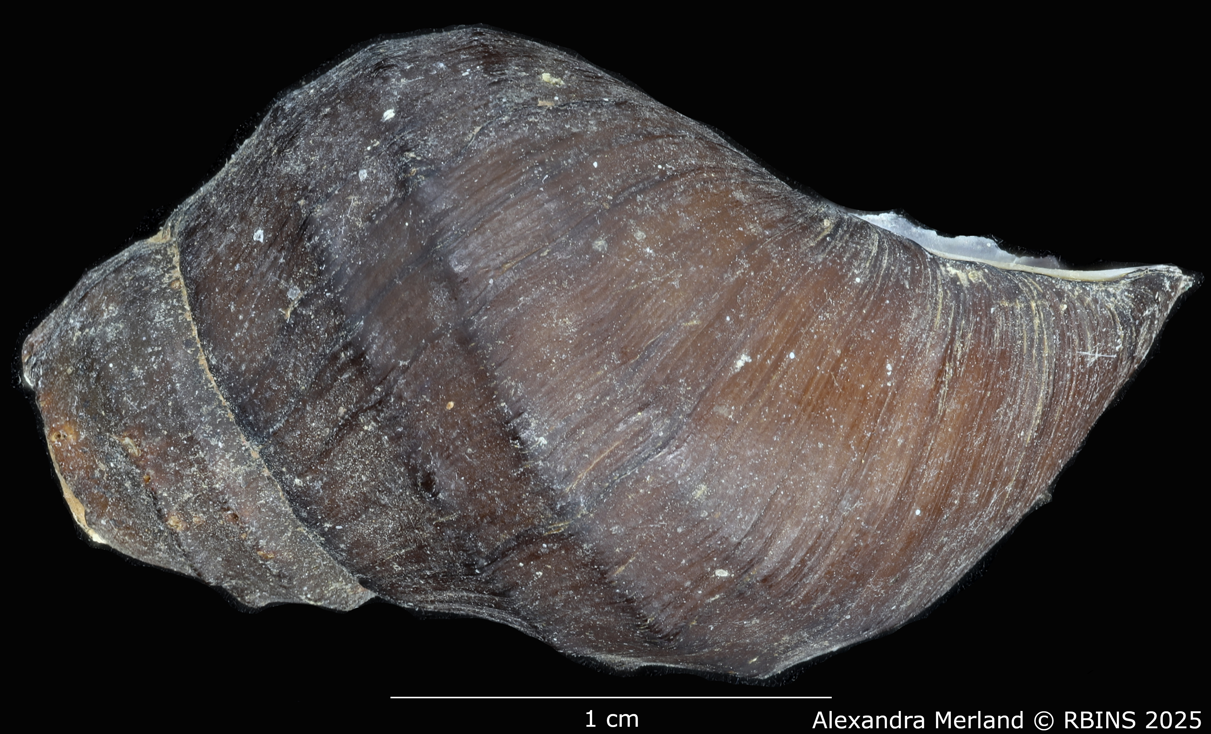 BE-RBINS-INV-MT-66-Brotia-(Paracrostoma)-pseudosulcospira-pt-L2.jpg