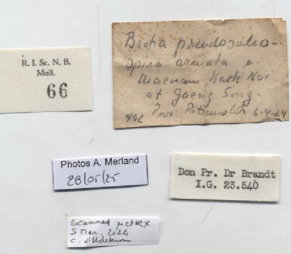 BE-RBINS-INV-MT-66-Brotia-(Paracrostoma)-pseudosulcospira-pt-label.jpg BE-RBINS-INV-MT-66-Brotia-(Paracrostoma)-pseudosulcospira-pt-label.jpg