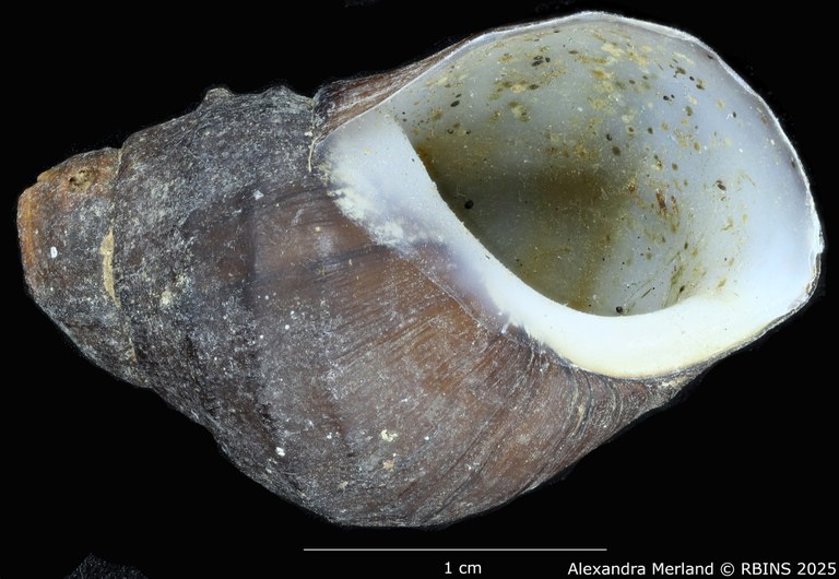 BE-RBINS-INV-MT-66-Brotia-(Paracrostoma)-pseudosulcospira-pt-V.jpg BE-RBINS-INV-MT-66-Brotia-(Paracrostoma)-pseudosulcospira-pt-V.jpg