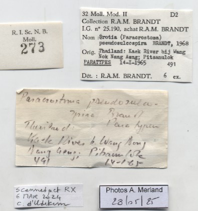 BE-RBINS-INV-MT-273-Brotia-(Paracrostoma)-pseudosulcospira-pt-label.jpg