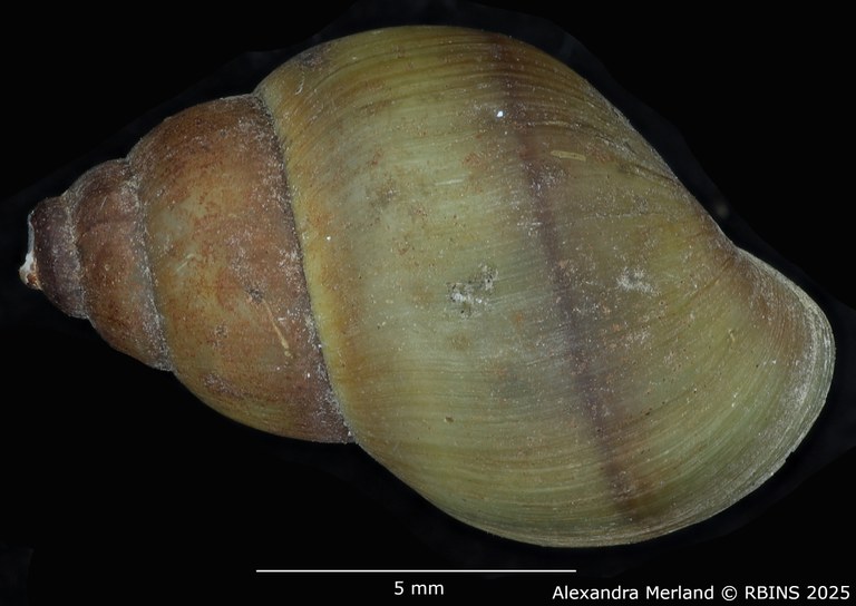 BE-RBINS-INV-MT-2185-Cleopatra-bulimoides-nsendweensis-st-D.jpg BE-RBINS-INV-MT-2185-Cleopatra-bulimoides-nsendweensis-st-D.jpg