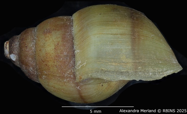 BE-RBINS-INV-MT-2185-Cleopatra-bulimoides-nsendweensis-st-L.jpg BE-RBINS-INV-MT-2185-Cleopatra-bulimoides-nsendweensis-st-L.jpg