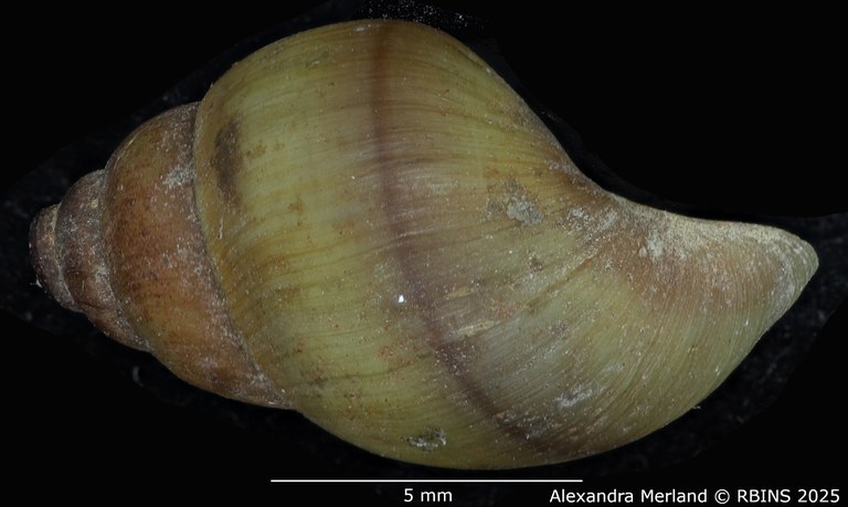 BE-RBINS-INV-MT-2185-Cleopatra-bulimoides-nsendweensis-st-L2.jpg BE-RBINS-INV-MT-2185-Cleopatra-bulimoides-nsendweensis-st-L2.jpg