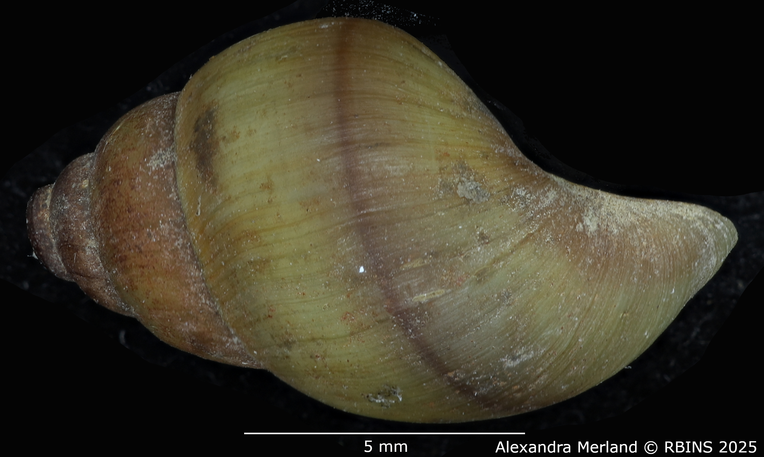 BE-RBINS-INV-MT-2185-Cleopatra-bulimoides-nsendweensis-st-L2.jpg