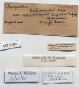 BE-RBINS-INV-MT-2185-Cleopatra-bulimoides-nsendweensis-st-label.jpg BE-RBINS-INV-MT-2185-Cleopatra-bulimoides-nsendweensis-st-label.jpg