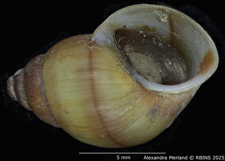 BE-RBINS-INV-MT-2185-Cleopatra-bulimoides-nsendweensis-st-V.jpg BE-RBINS-INV-MT-2185-Cleopatra-bulimoides-nsendweensis-st-V.jpg