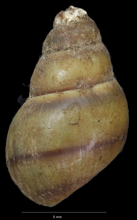 BE-RBINS-INV-MT-1352(2)-Cleopatra-bulimoides-nsendweensis-pt-D.jpg