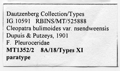 BE-RBINS-INV-MT-1352(2)-Cleopatra-bulimoides-nsendweensis-pt-label.tif