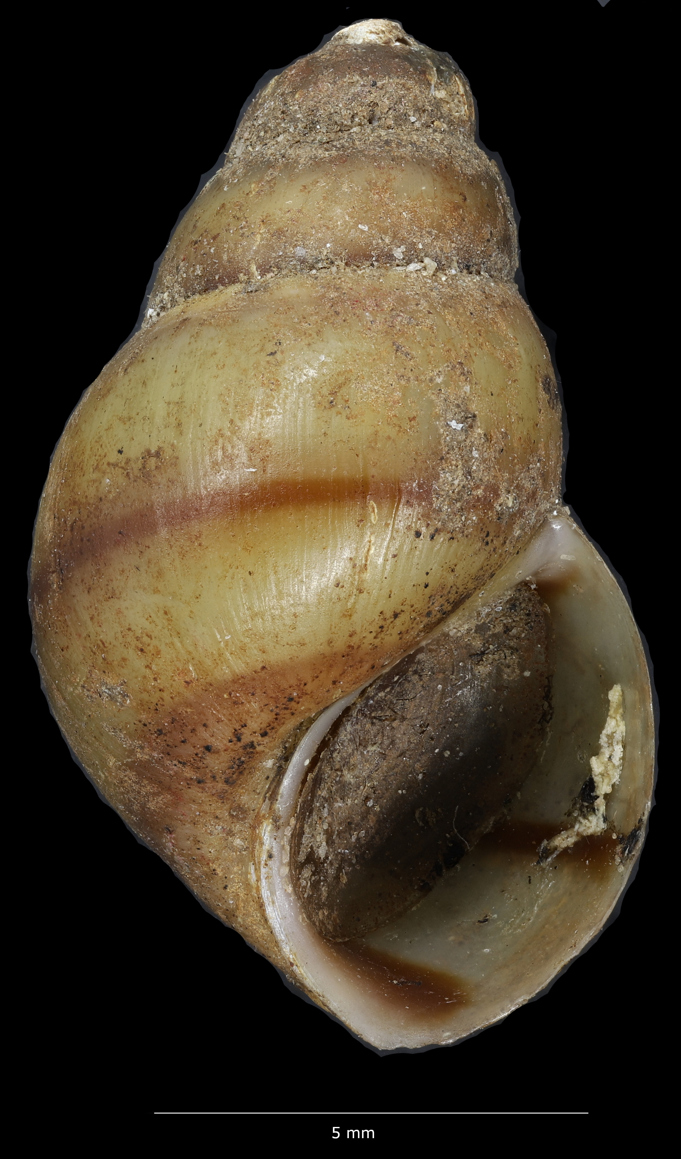 BE-RBINS-INV-MT-1352(2)-Cleopatra-bulimoides-nsendweensis-pt-V.jpg