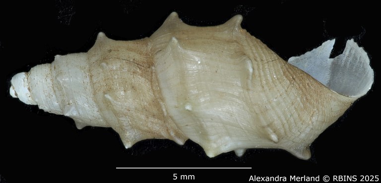 BE-RBINS-INV-MT-2134-Cleopatra-dupuisii-st-L2.jpg BE-RBINS-INV-MT-2134-Cleopatra-dupuisii-st-L2.jpg
