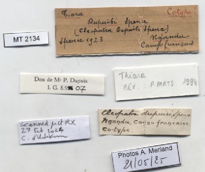 BE-RBINS-INV-MT-2134-Cleopatra-dupuisii-st-label.jpg BE-RBINS-INV-MT-2134-Cleopatra-dupuisii-st-label.jpg