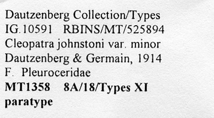 BE-RBINS-INV-MT-1358-Cleopatra-johnston-minor-pt-label.jpg