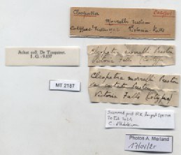 BE-RBINS-INV-MT-2187-Cleopatra-morrelli-st-label.jpg BE-RBINS-INV-MT-2187-Cleopatra-morrelli-st-label.jpg
