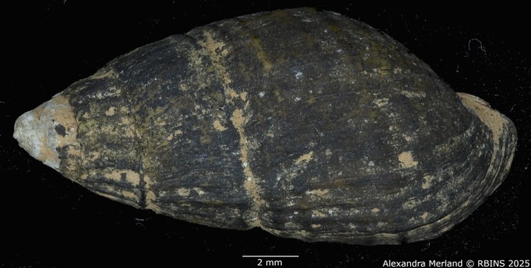 BE-RBINS-INV-MT-1775-Goniobasis-caelatura-lecontiana-tpt-D.jpg BE-RBINS-INV-MT-1775-Goniobasis-caelatura-lecontiana-tpt-D.jpg
