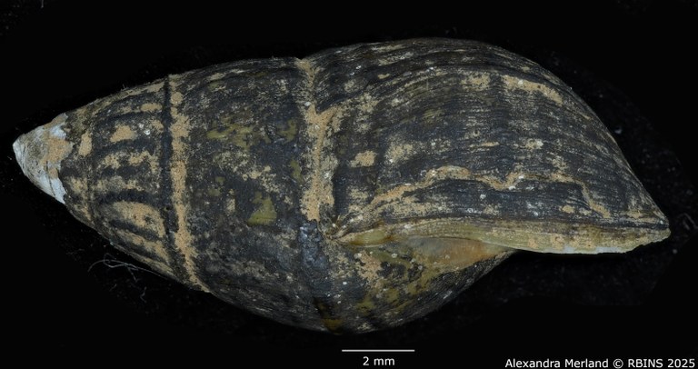 BE-RBINS-INV-MT-1775-Goniobasis-caelatura-lecontiana-tpt-L.jpg BE-RBINS-INV-MT-1775-Goniobasis-caelatura-lecontiana-tpt-L.jpg
