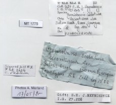 BE-RBINS-INV-MT-1775-Goniobasis-caelatura-lecontiana-tpt-label.jpg BE-RBINS-INV-MT-1775-Goniobasis-caelatura-lecontiana-tpt-label.jpg