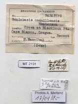 BE-RBINS-INV-MT-2191-Goniobasis-coquillensis-pt-label.jpg