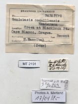 BE-RBINS-INV-MT-2191-Goniobasis-coquillensis-pt-label.jpg