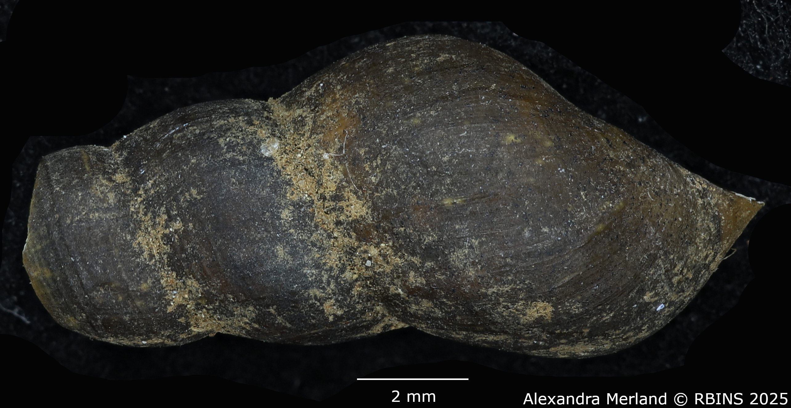 BE-RBINS-INV-MT-2190-Goniobasis-chacei-pt-D.jpg