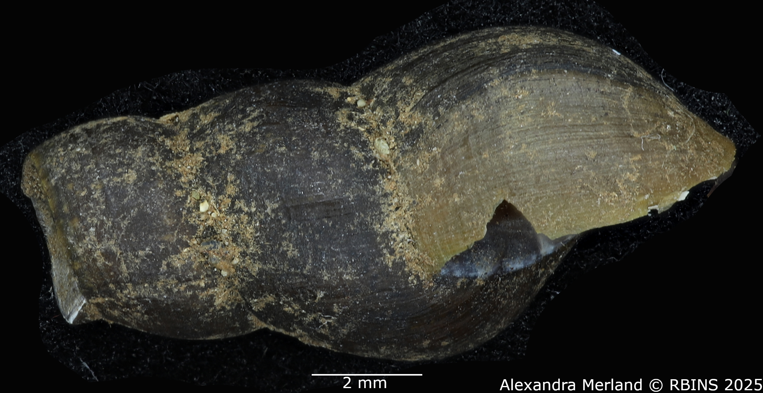 BE-RBINS-INV-MT-2190-Goniobasis-chacei-pt-L.jpg