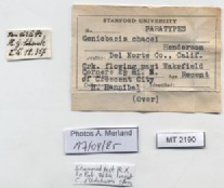 BE-RBINS-INV-MT-2190-Goniobasis-chacei-pt-label.jpg