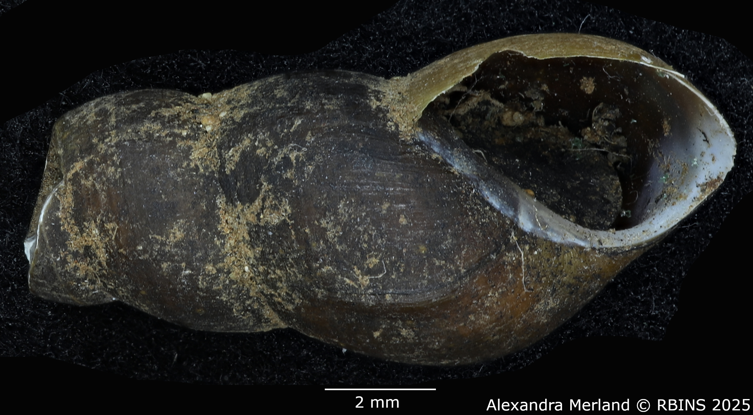 BE-RBINS-INV-MT-2190-Goniobasis-chacei-pt-V.jpg