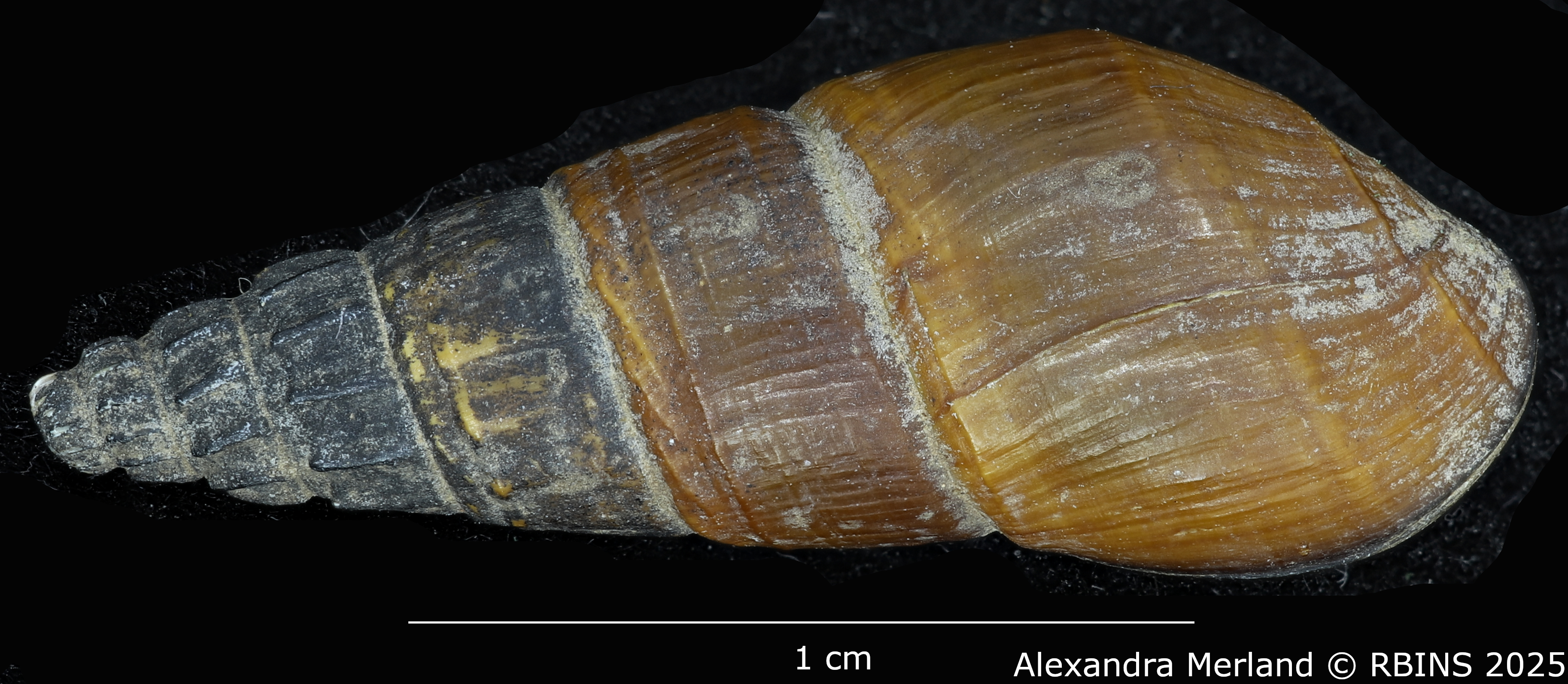 BE-RBINS-INV-MT-2192-Goniobasis-hemphilli-pt-D.jpg