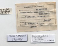 BE-RBINS-INV-MT-2192-Goniobasis-hemphilli-pt-label.jpg BE-RBINS-INV-MT-2192-Goniobasis-hemphilli-pt-label.jpg