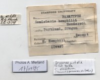 BE-RBINS-INV-MT-2192-Goniobasis-hemphilli-pt-label.jpg