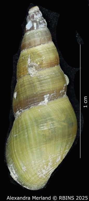 BE-RBINS-INV-MT-2193-Goniobasis-yrekaensis-pt-D.jpg BE-RBINS-INV-MT-2193-Goniobasis-yrekaensis-pt-D.jpg