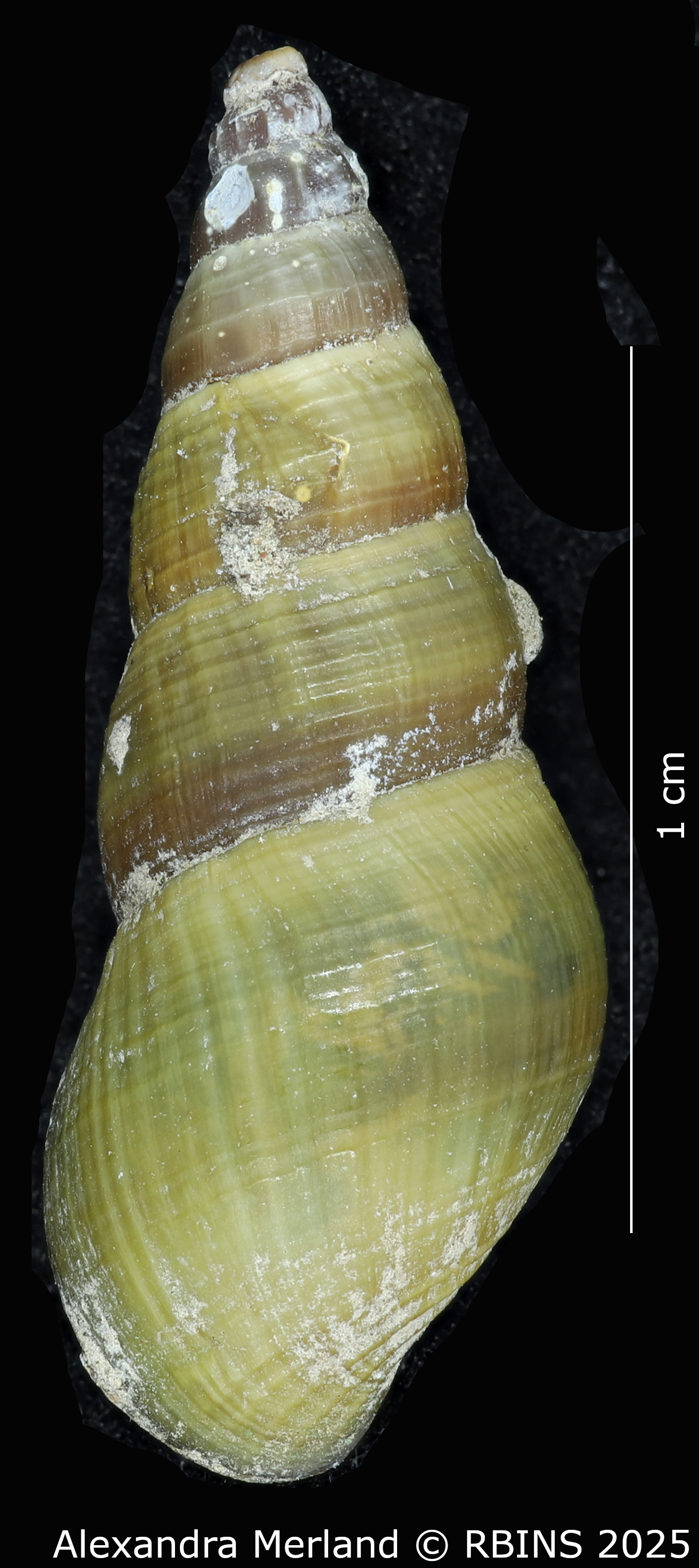 BE-RBINS-INV-MT-2193-Goniobasis-yrekaensis-pt-D.jpg