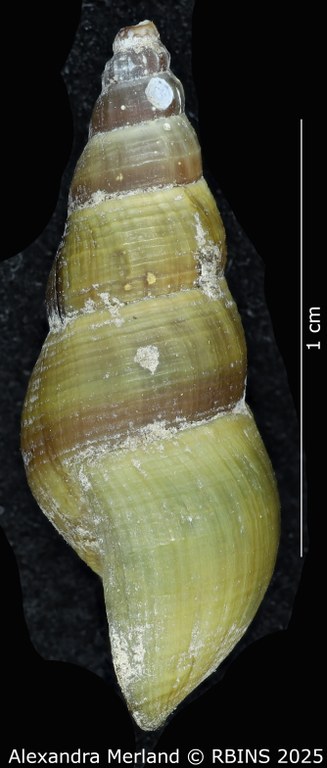 BE-RBINS-INV-MT-2193-Goniobasis-yrekaensis-pt-L.jpg BE-RBINS-INV-MT-2193-Goniobasis-yrekaensis-pt-L.jpg
