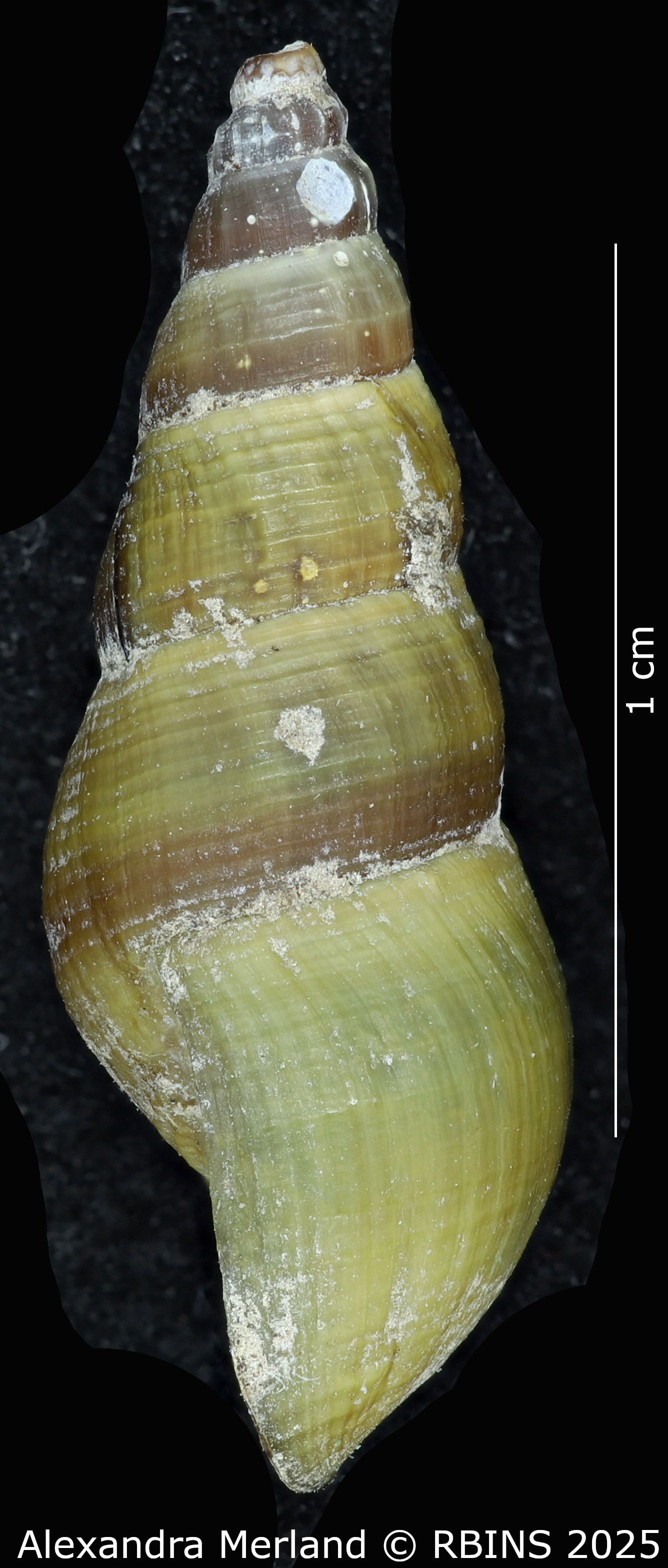 BE-RBINS-INV-MT-2193-Goniobasis-yrekaensis-pt-L.jpg