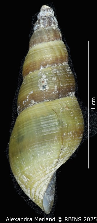 BE-RBINS-INV-MT-2193-Goniobasis-yrekaensis-pt-L2.jpg BE-RBINS-INV-MT-2193-Goniobasis-yrekaensis-pt-L2.jpg