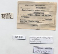 BE-RBINS-INV-MT-2193-Goniobasis-yrekaensis-pt-label.jpg BE-RBINS-INV-MT-2193-Goniobasis-yrekaensis-pt-label.jpg