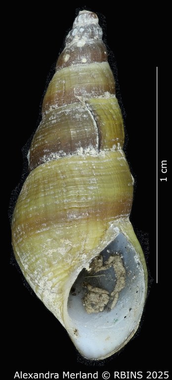 BE-RBINS-INV-MT-2193-Goniobasis-yrekaensis-pt-V.jpg BE-RBINS-INV-MT-2193-Goniobasis-yrekaensis-pt-V.jpg
