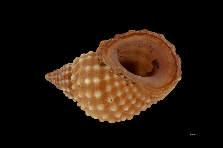 BE-RBINS-INV TYPE MT 583 Lavigeria crassilabris var. stappersi VENTRAL ZS PMax Scaled.jpg