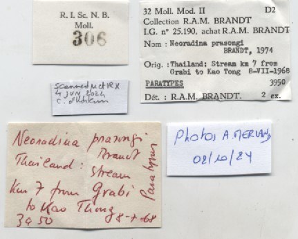 BE-RINS-INV-MT-306-Neoradina-prasongi-pt-label.jpg