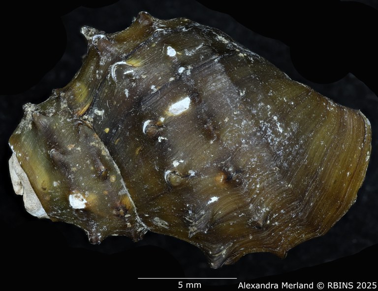 BE-RBINS-INV-MT-308-Paracrostoma-morrisoni-pt-D.jpg BE-RBINS-INV-MT-308-Paracrostoma-morrisoni-pt-D.jpg