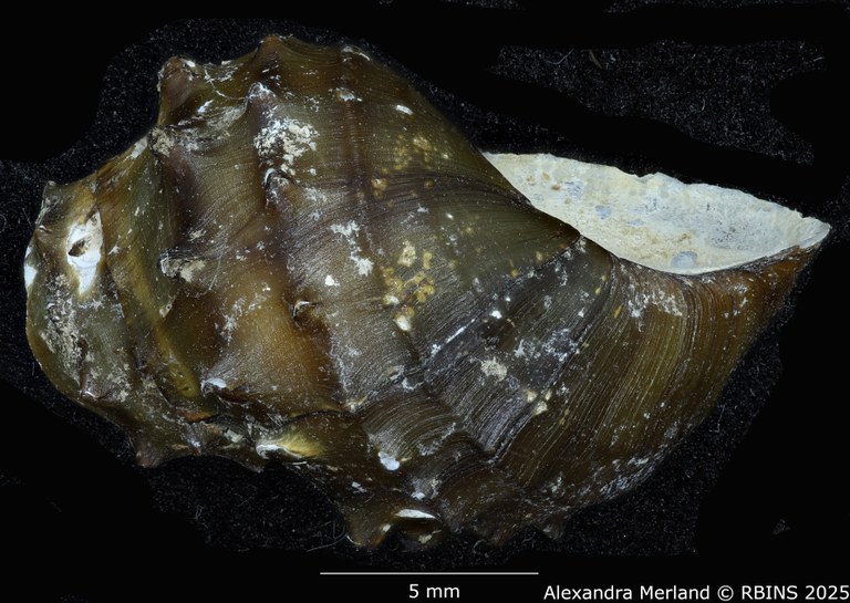 BE-RBINS-INV-MT-308-Paracrostoma-morrisoni-pt-L.jpg BE-RBINS-INV-MT-308-Paracrostoma-morrisoni-pt-L.jpg