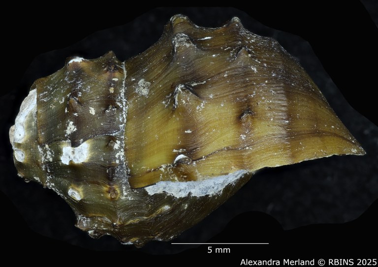 BE-RBINS-INV-MT-308-Paracrostoma-morrisoni-pt-L2.jpg BE-RBINS-INV-MT-308-Paracrostoma-morrisoni-pt-L2.jpg