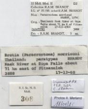 BE-RBINS-INV-MT-308-Paracrostoma-morrisoni-pt-label.jpg BE-RBINS-INV-MT-308-Paracrostoma-morrisoni-pt-label.jpg