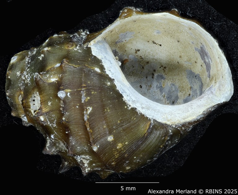 BE-RBINS-INV-MT-308-Paracrostoma-morrisoni-pt-V.jpg BE-RBINS-INV-MT-308-Paracrostoma-morrisoni-pt-V.jpg