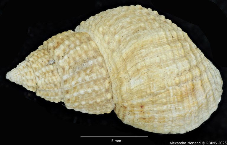 BE-RBINS-INV-MT-2194-Paramelania-nassa-spinulosa-st-D.jpg