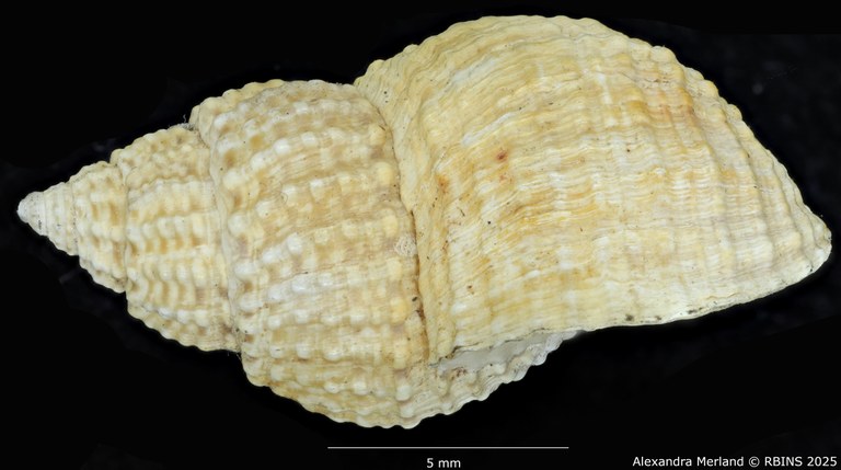 BE-RBINS-INV-MT-2194-Paramelania-nassa-spinulosa-st-L.jpg