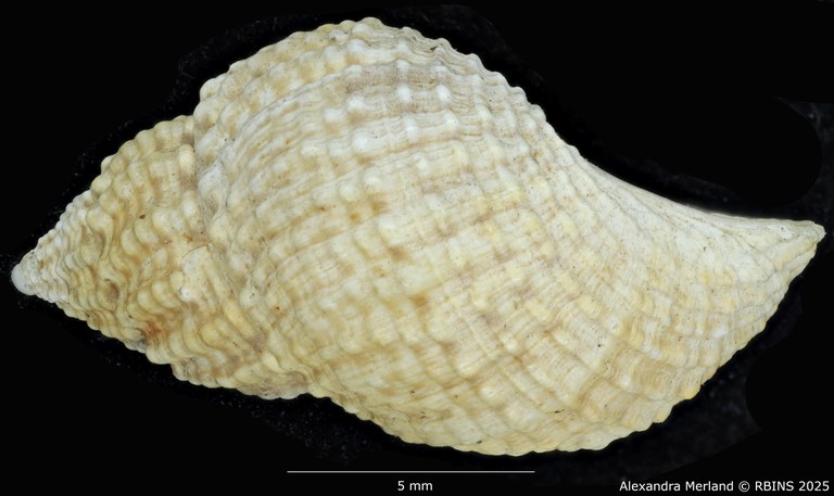 BE-RBINS-INV-MT-2194-Paramelania-nassa-spinulosa-st-L2.jpg